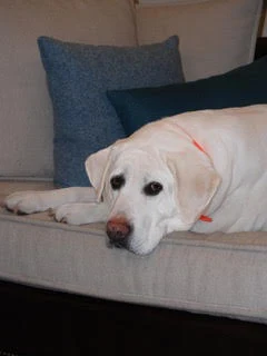 Compassionate Mental Health Providers - Amavi Integrative Mental Wellness